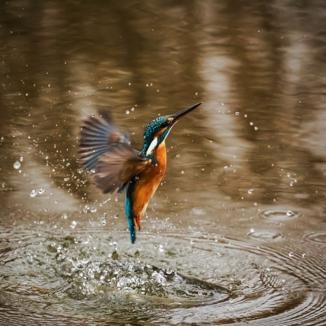 IJsvogel bij het water - missie van squiq Camping